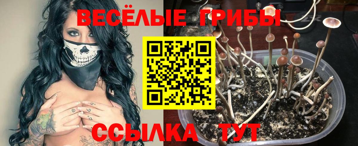 Псилоцибиновые грибы Psilocybe Иркутск